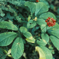 The Surprising Calming Effects of American Ginseng