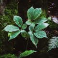 The Fascinating World of American Ginseng: Distribution and Habitat