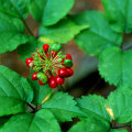 The Endangered Wild Ginseng in Appalachia: A Conservationist's Perspective