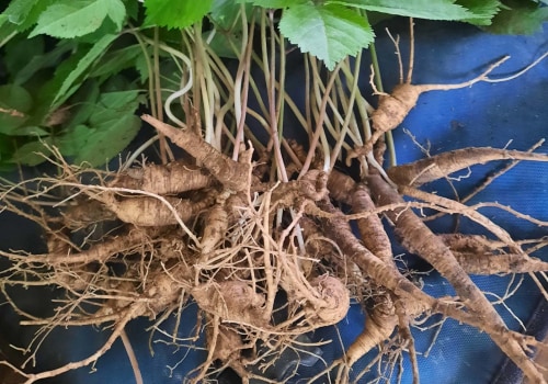 The Pros and Cons of Incorporating American Ginseng into Your Diet