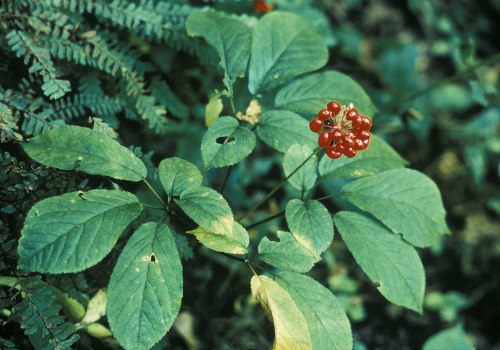 The Surprising Calming Effects of American Ginseng