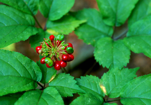 The Endangered Wild Ginseng in Appalachia: A Conservationist's Perspective